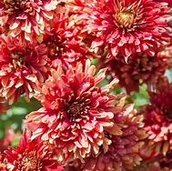 Image result for Chrysanthemum Duchess of Edinburgh (Rubellum-Gro