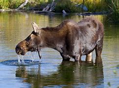 Image result for Moose Work Meme