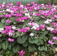 Image result for Cyclamen coum