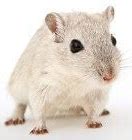 Image result for Color of Hamsters