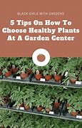 Image result for How to Pick Healthy Flowerbulbs