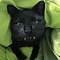Image result for Vampire Cat Human