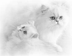 Image result for White Persian Cat Wallpaper