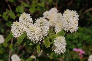 Image result for Fothergilla major