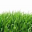 Image result for 2D Grass Path Background