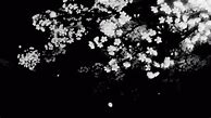 Image result for Cute Flower Wallaper Black and White Iphon