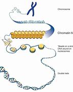 Image result for Chromatin Fiber