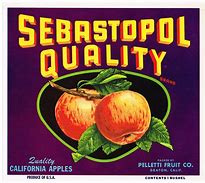 Image result for Simple Vintage Apple Fruit Logo