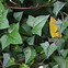 Image result for senecio macroglossus variegatus