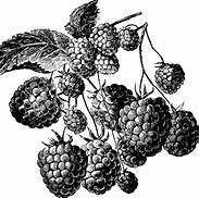 Image result for BlackBerry Vine Drawing