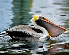 Image result for Pelican Fish Game