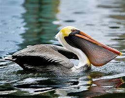 Image result for Brownish Colored White Pelican
