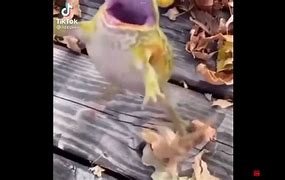 Image result for Frog Laugh Meme