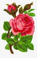 Image result for Rose Petals Clip Art Black and White