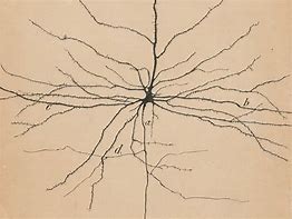 Image result for Roots Ramon Y Cajal