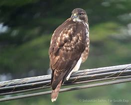 Image result for Buteo ventralis