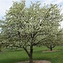 Image result for Ornamental Crab Apple Tree