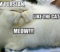 Image result for Purrsia Cat Meme