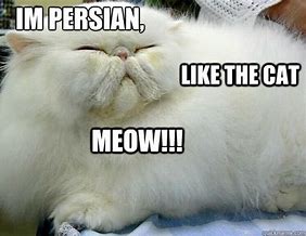 Image result for Persin Cat Meme