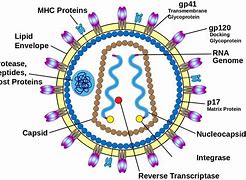 Image result for HIV Virus Diagram