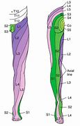Image result for Limbs Body Part
