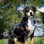 Image result for Tall Dogs