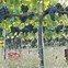 Image result for Wine and Grapes Wall Art