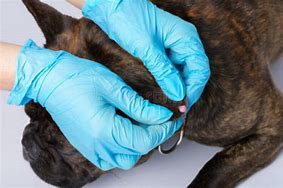 Image result for Dog Wart Removal