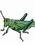 Image result for Cricket ClipArt