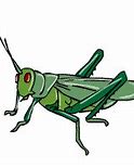 Image result for Cricket Animal GIF