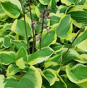 Image result for Hosta Pilgrim