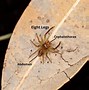Image result for Spiders