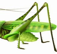 Image result for Cricket Insect Cartoon