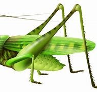 Image result for Green Cricket Insect Transparent