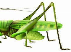 Image result for Cartoon Insect Cricket Standing