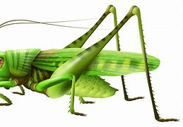 Image result for Locust vs Cricket