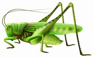 Image result for Cricket Insect Clip Art