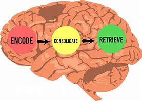 Image result for Encode Brain