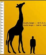 Image result for How Far Is 17 Meters