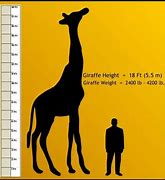 Image result for How High Is 7 Meters