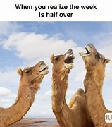 Image result for Hump Day Sheep Meme