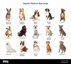 Image result for English Dog Breeds List
