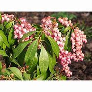 PIERIS JAP. KATSURA కోసం చిత్ర ఫలితం