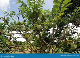 Image result for Custard Apple Fruit Tree