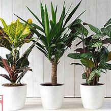 Image result for Common Indoor Houseplants