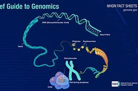 Image result for What Is Genomic DNA