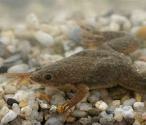 Image result for xenopus