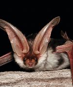 Image result for Bat Animal Face