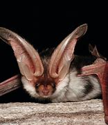 Image result for Bat Head
