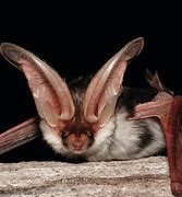 Image result for A Bat Ears